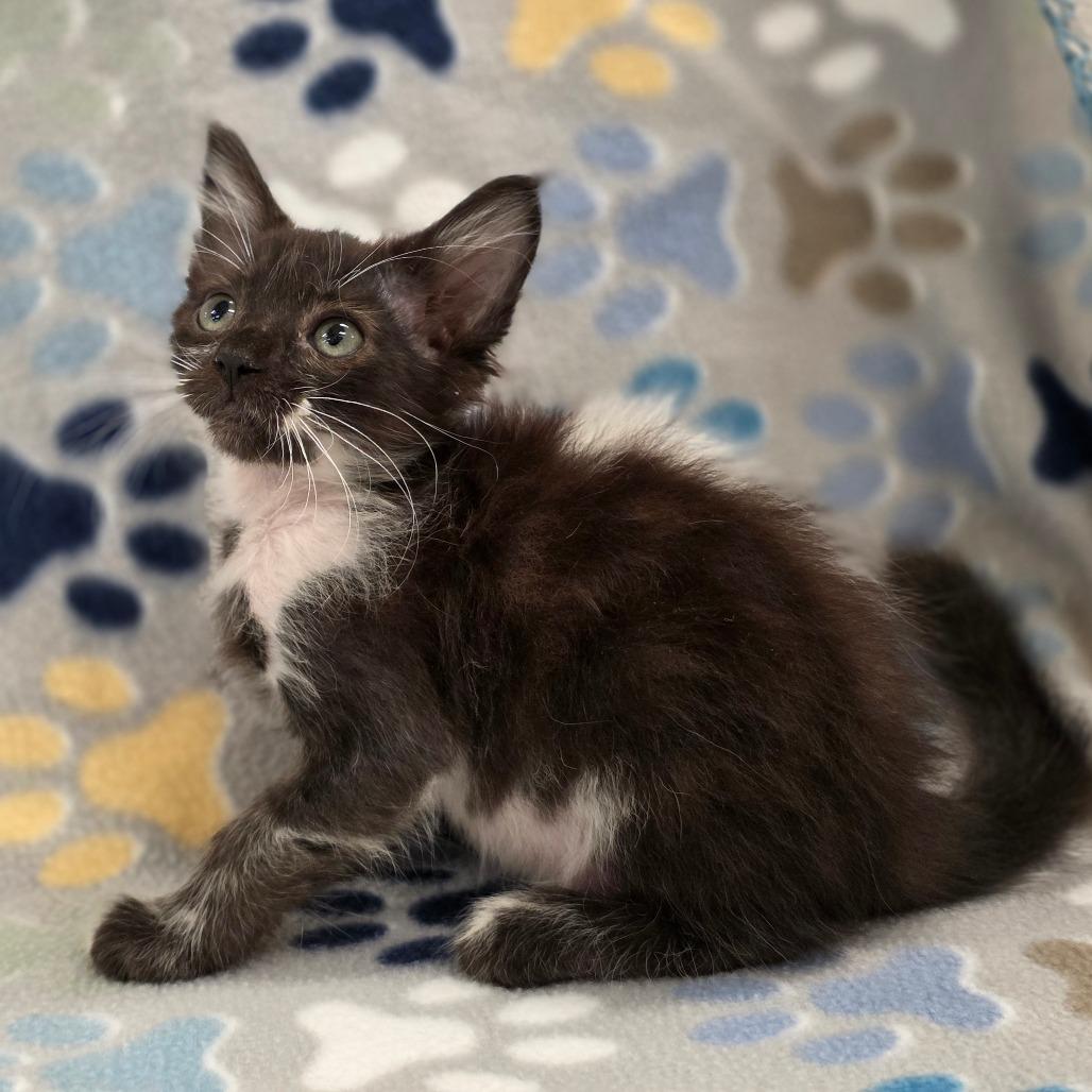 Carmen Sandiego, a Adoptable Domestic Medium Hair in Phoenix, AZ image 3/3