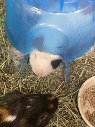 Enlarge Mr. Perry Winkle, a Adoptable Guinea Pig in Lowell, MA image 1/3