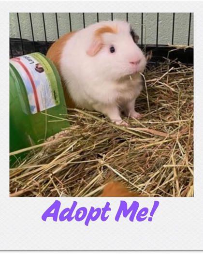Mr. Perry Winkle, Adoptable, Adult Male Guinea Pig & Guinea Pig.