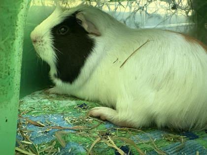 Enlarge Mr. Perry Winkle, a Adoptable Guinea Pig in Lowell, MA image 2/3