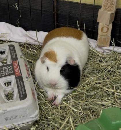 Enlarge Mr. Perry Winkle, a Adoptable Guinea Pig in Lowell, MA image 2/3