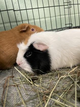 Enlarge Mr. Perry Winkle, a Adoptable Guinea Pig in Lowell, MA image 3/3