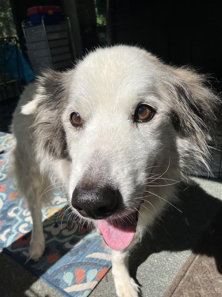Milo, Adoptable, Senior Male Husky.