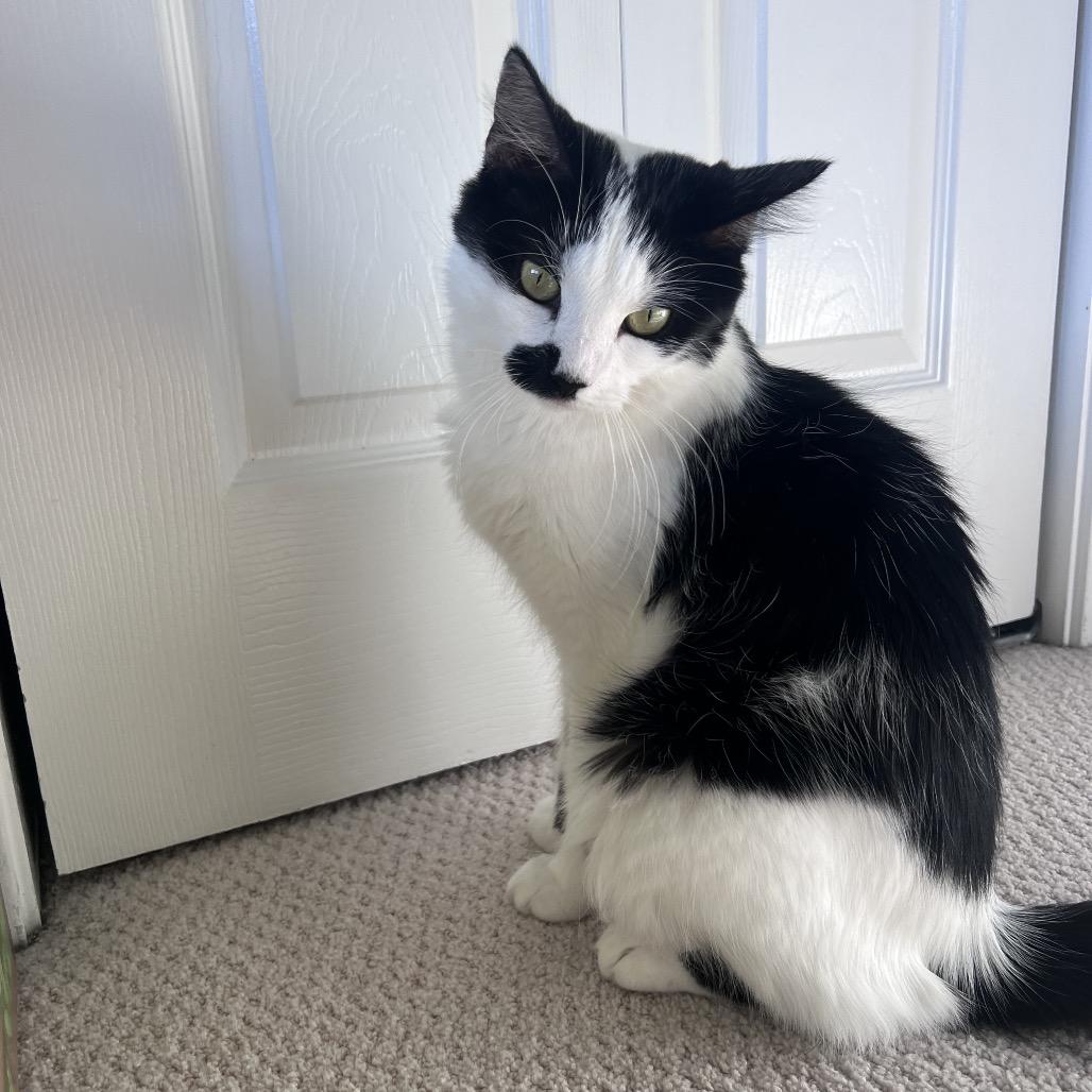 Enlarge Maggie, a Adoptable Domestic Long Hair in Pawling, NY image 1/1