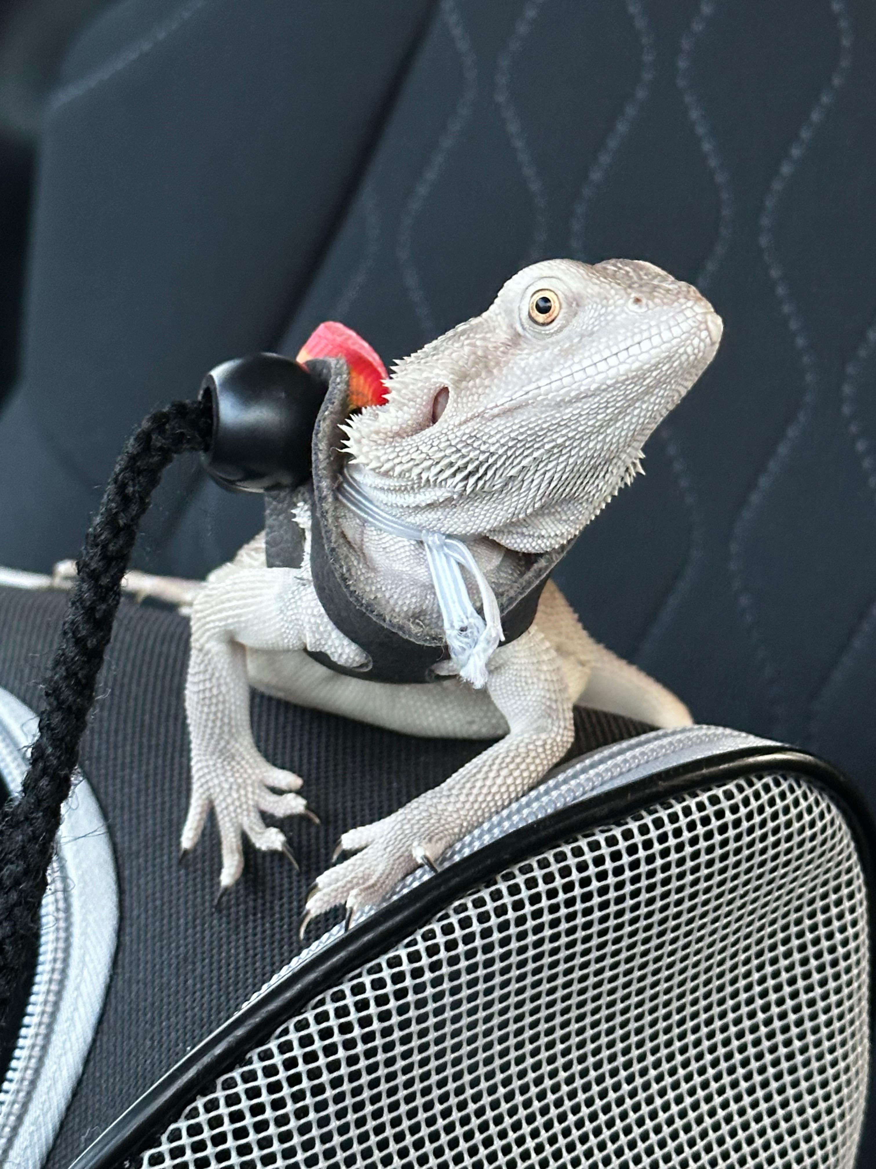 Enlarge Opal, a Adopted Bearded Dragon in warwick, RI image 1/3