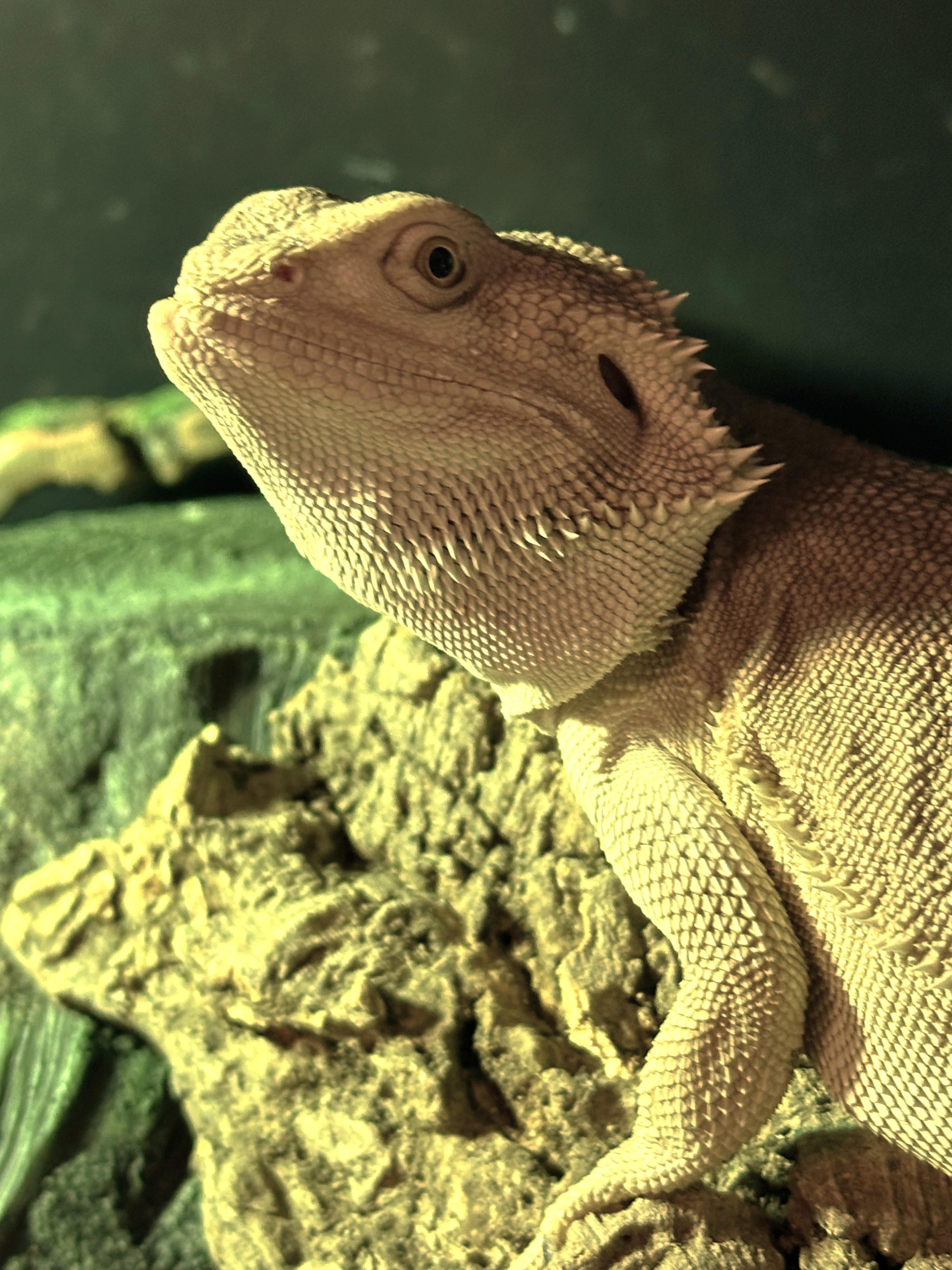 Enlarge Opal, a Adopted Bearded Dragon in warwick, RI image 2/3