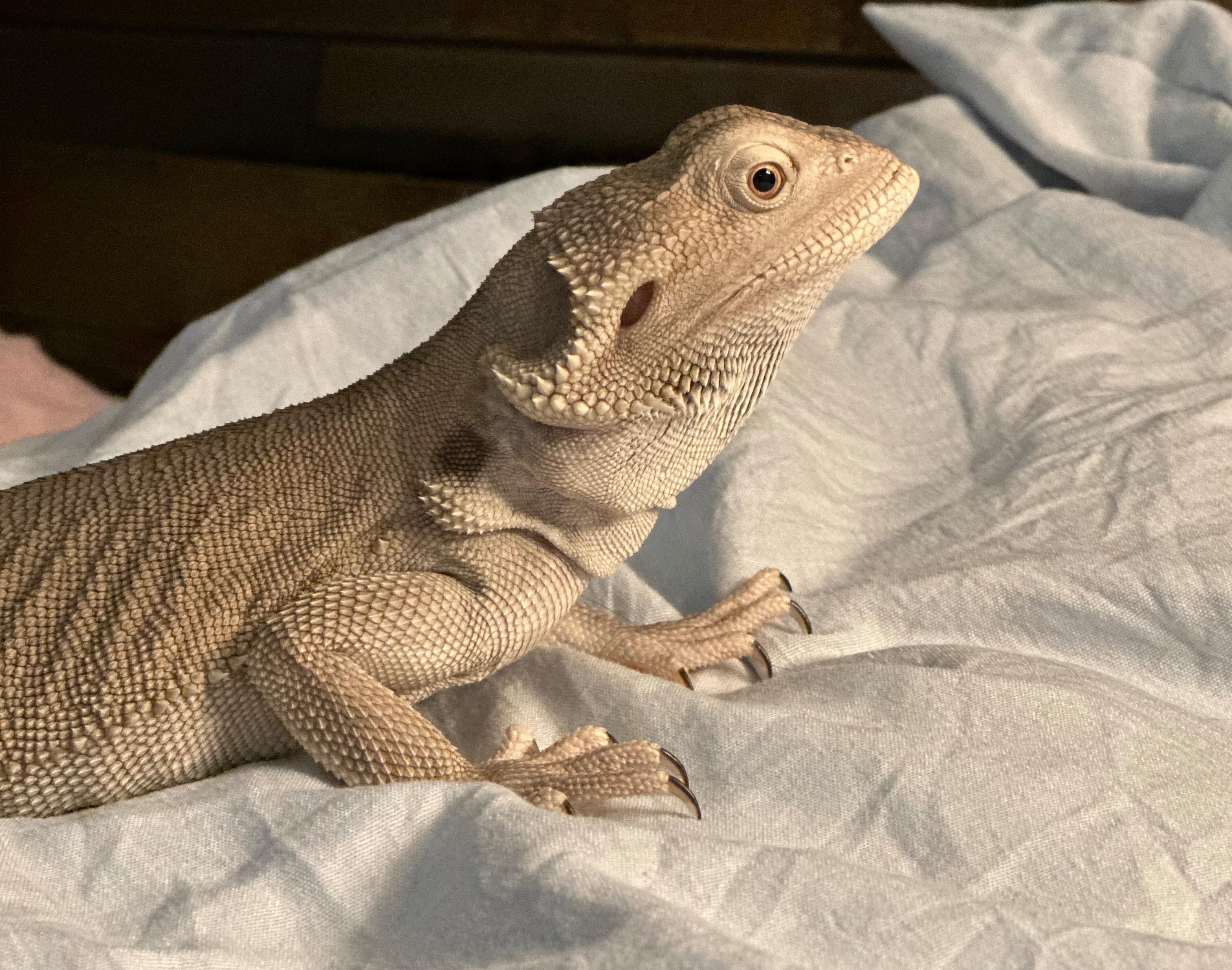Enlarge Opal, a Adopted Bearded Dragon in warwick, RI image 3/3