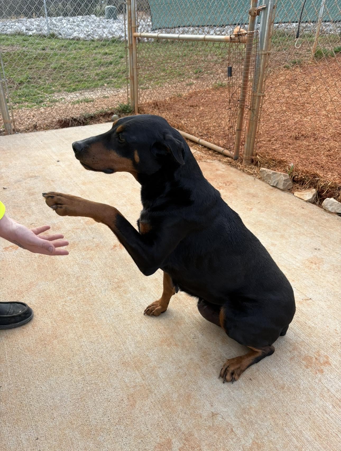 Deborah (READ BIO), adopted, Adult Female Doberman Pinscher.