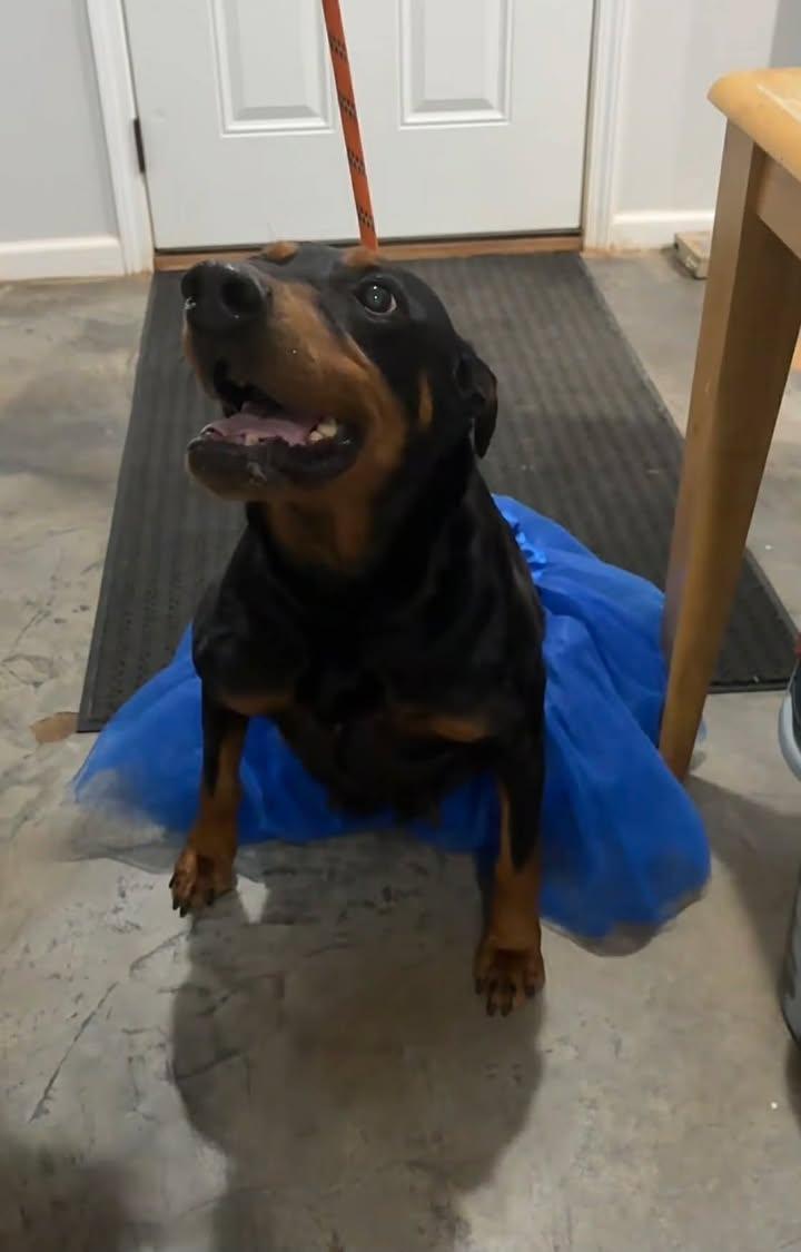 Enlarge Deborah (READ BIO), an adopted Doberman Pinscher in Munfordville, KY image 2/2