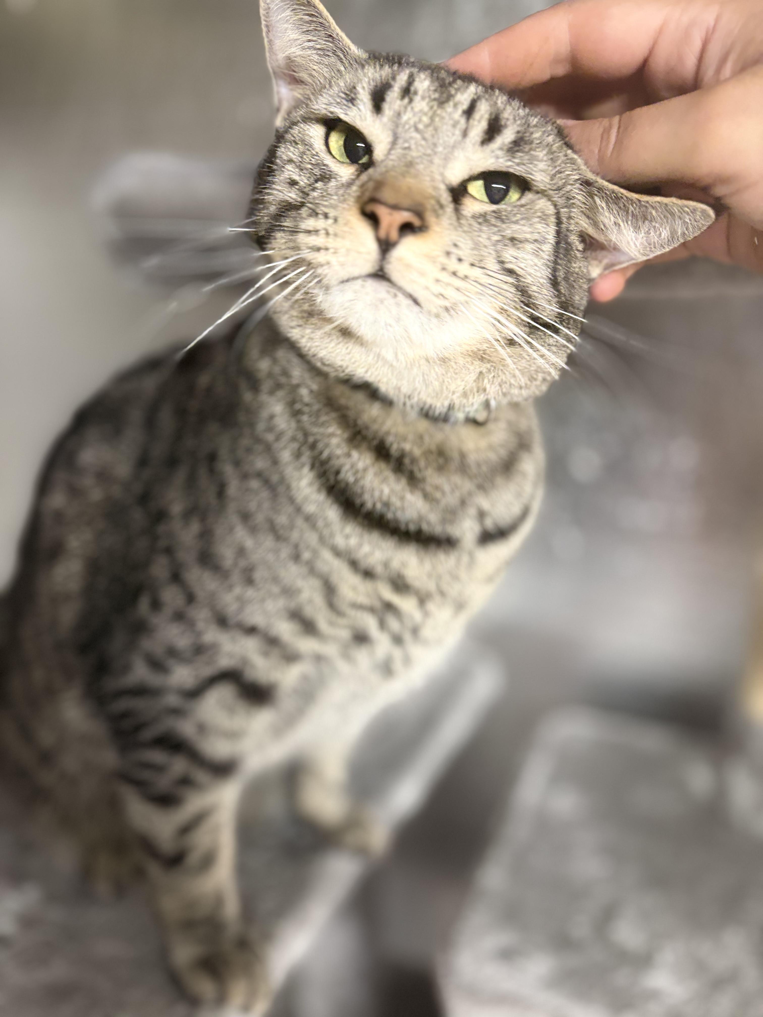 Enlarge Garden, a Adoptable Domestic Short Hair in candler, NC image 1/1