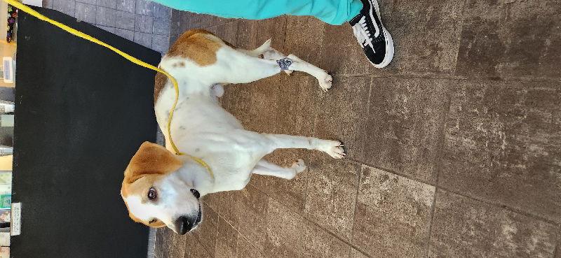 Frank *Adopt or Foster*, Adoptable, Young Male Hound.