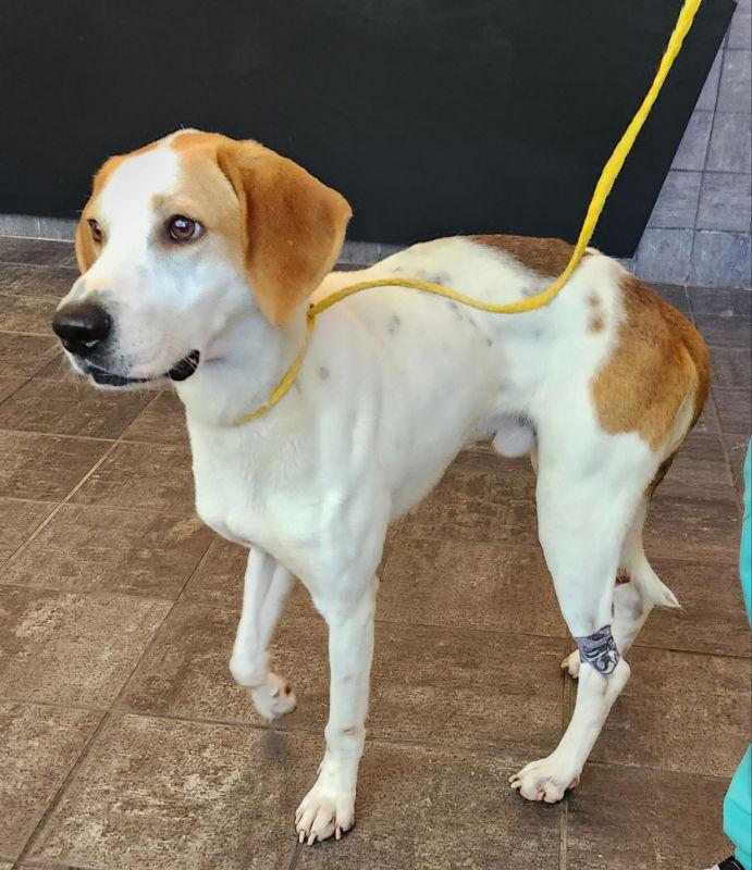 Frank *Adopt or Foster*, a Adoptable Hound in Fairfax, VA image 2/3