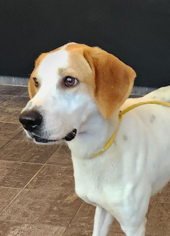 Frank *Adopt or Foster*, a Adoptable Hound in Fairfax, VA image 3/3