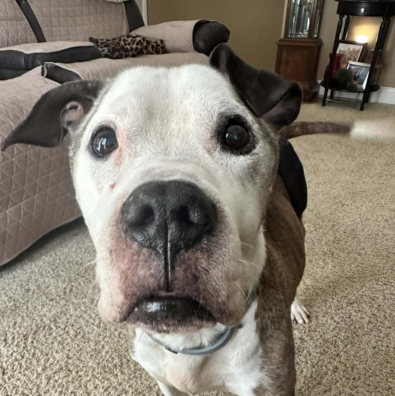 Enlarge Augie, a ADOPTABLE Pit Bull Terrier in Cumming, GA image 1/5