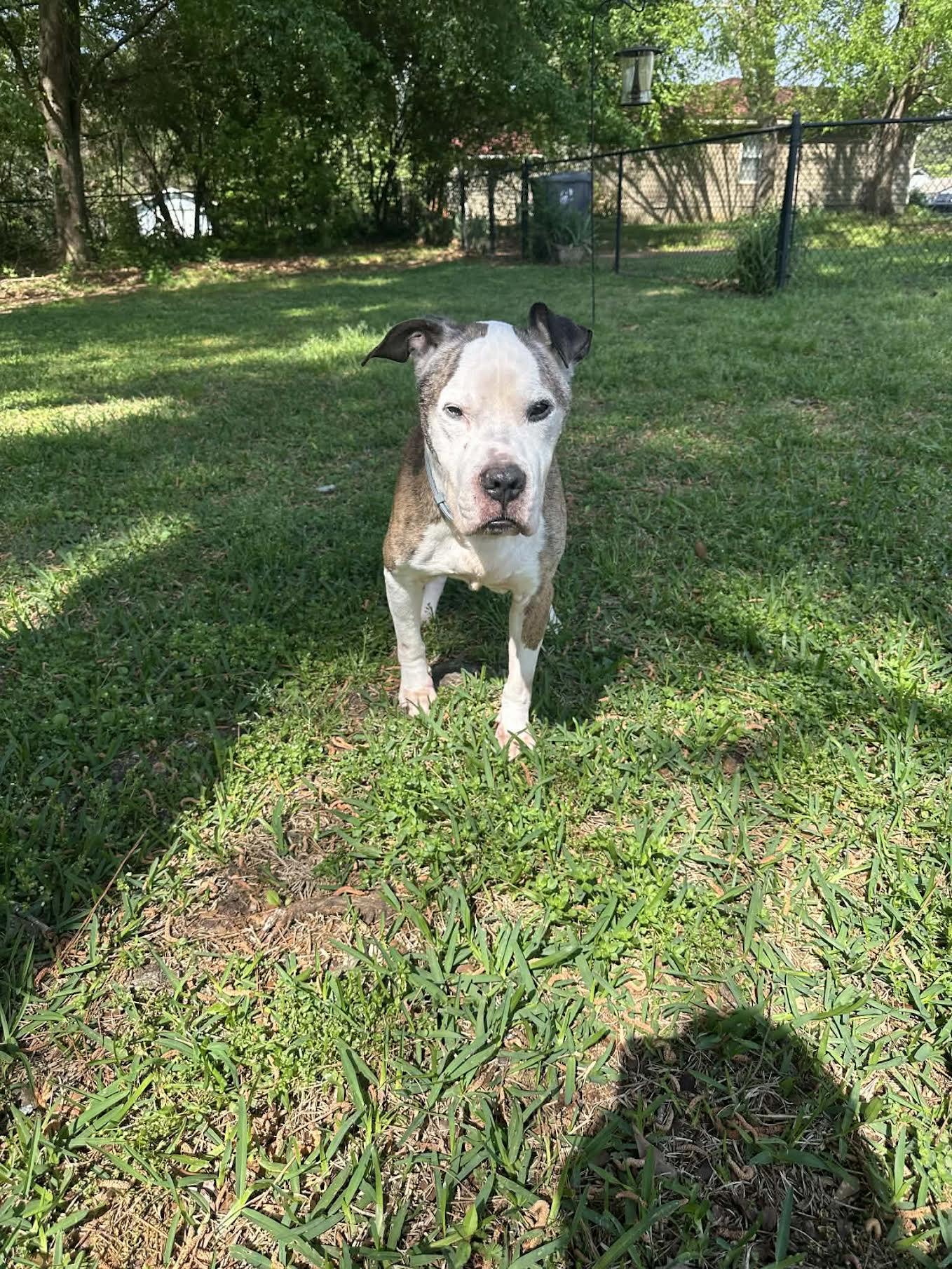 Enlarge Augie, a ADOPTABLE Pit Bull Terrier in Cumming, GA image 2/5