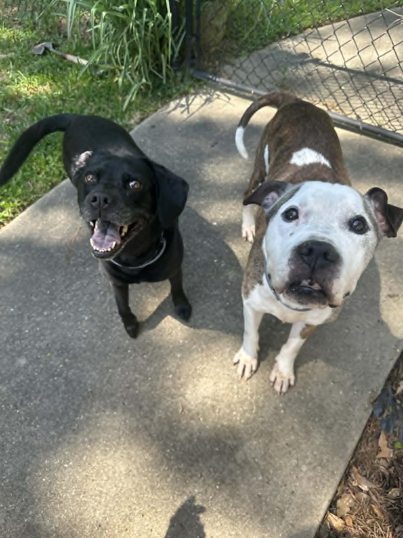 Enlarge Augie, a ADOPTABLE Pit Bull Terrier in Cumming, GA image 4/5