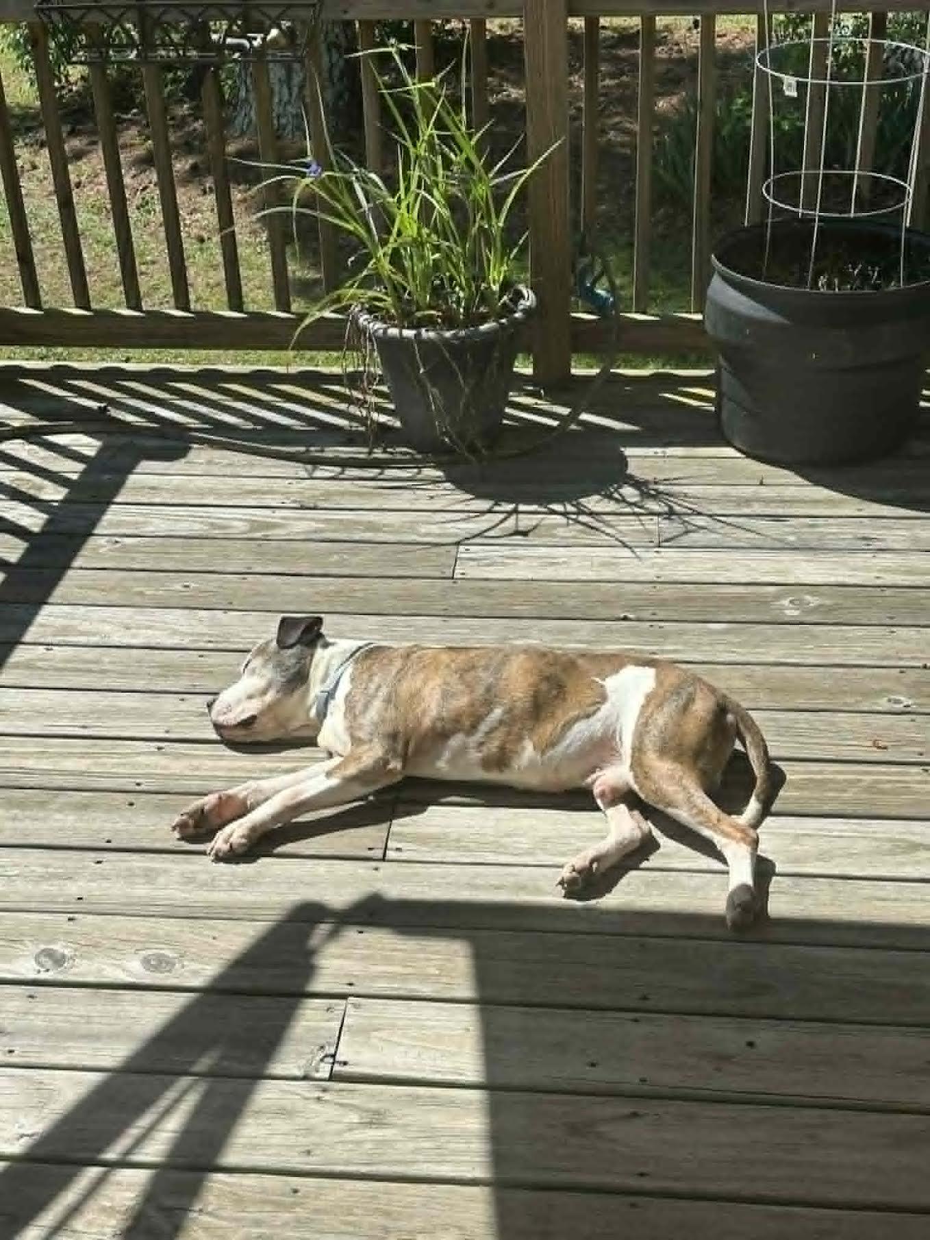 Enlarge Augie, a ADOPTABLE Pit Bull Terrier in Cumming, GA image 5/5