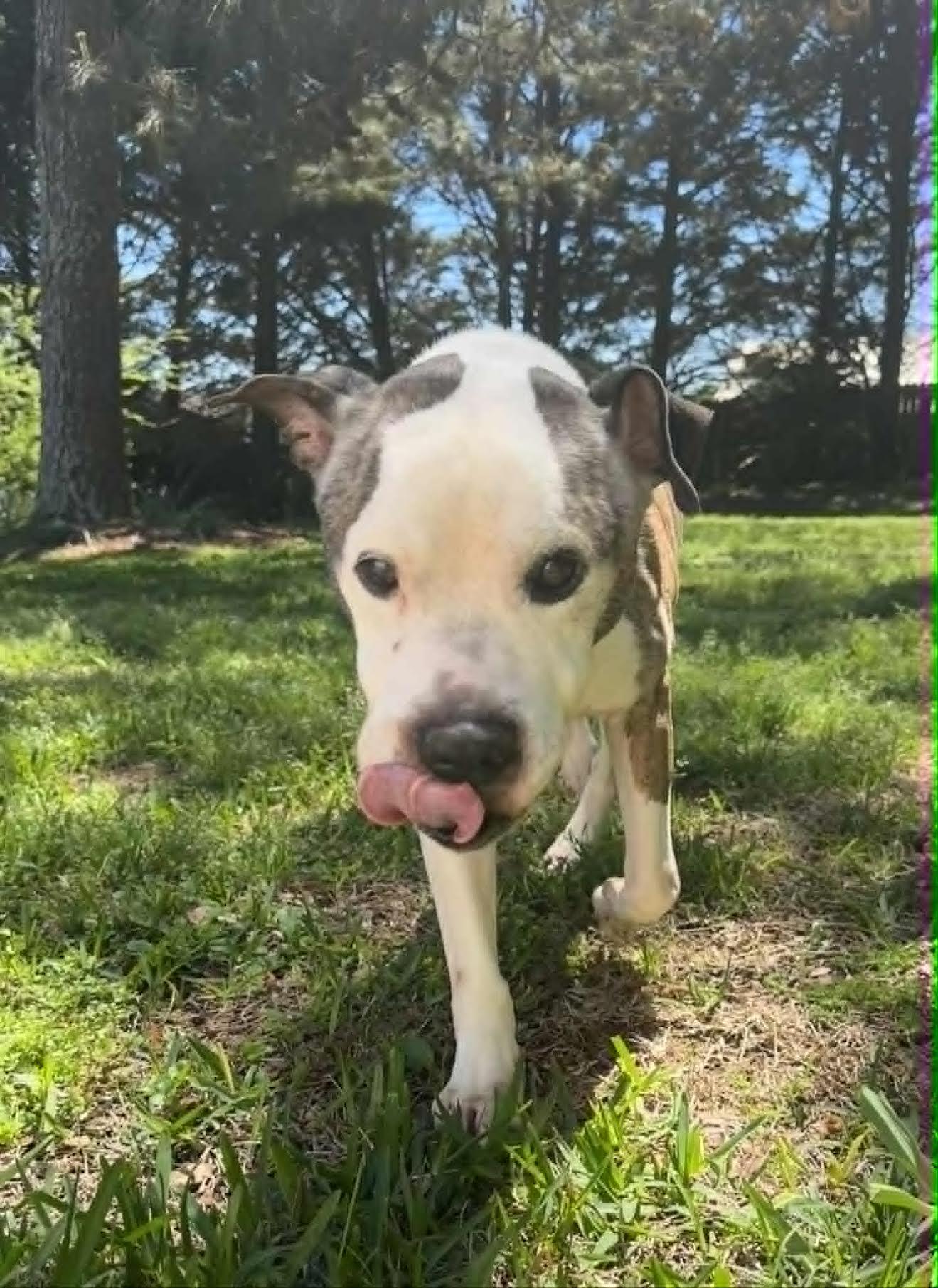 Enlarge Augie, a ADOPTABLE Pit Bull Terrier in Cumming, GA image 3/5