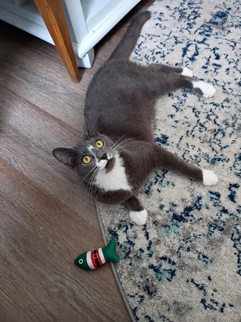 Spencer, Adoptable, Kitten Male Domestic Short Hair.