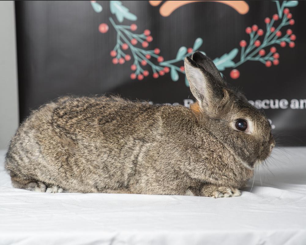 Henry, Adoptable, Adult Male Chinchilla.