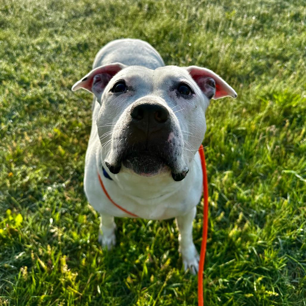 Constance, Adoptable, Adult Female American Staffordshire Terrier.