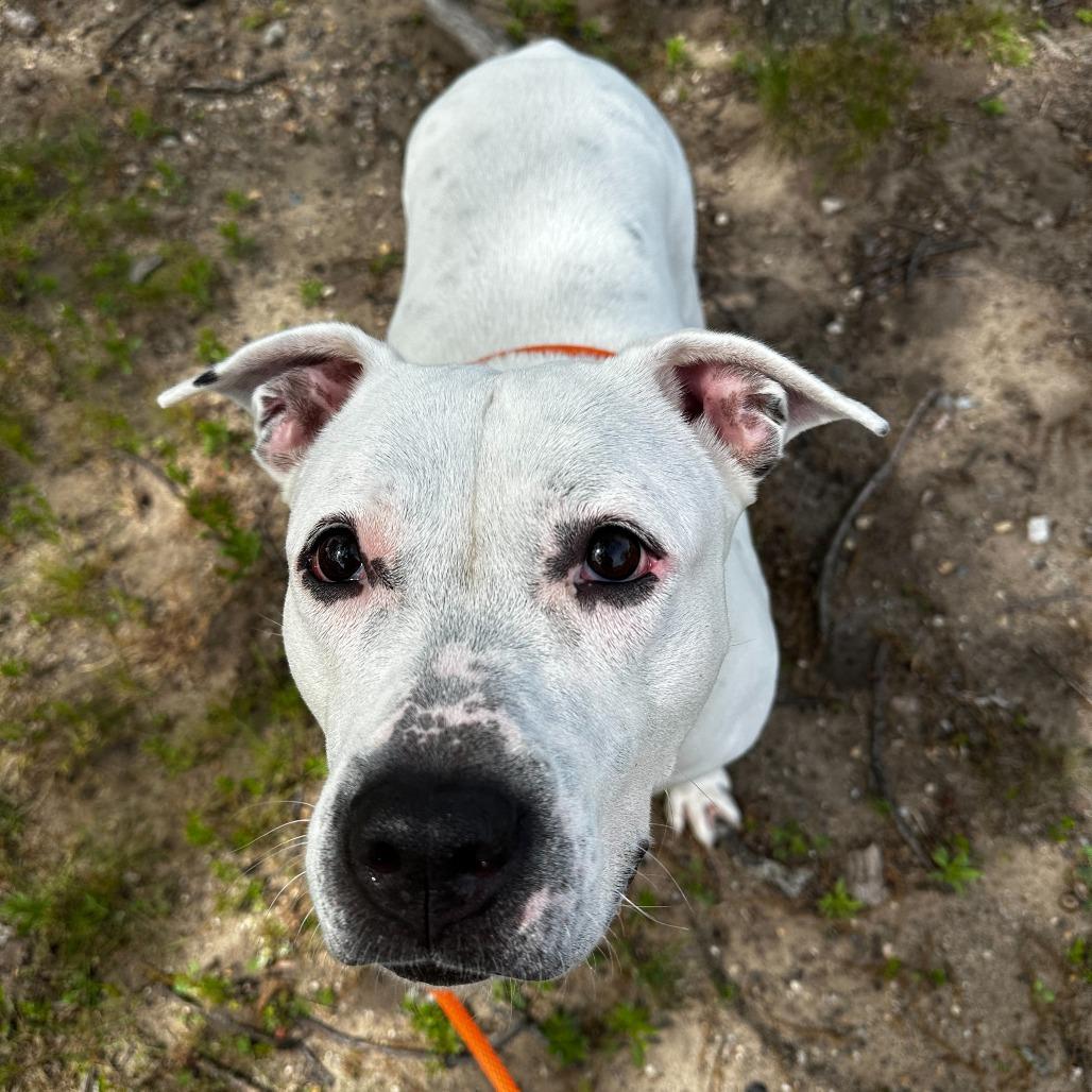 Enlarge Constance, a Adoptable American Staffordshire Terrier in Grand Rapids, MI image 2/6
