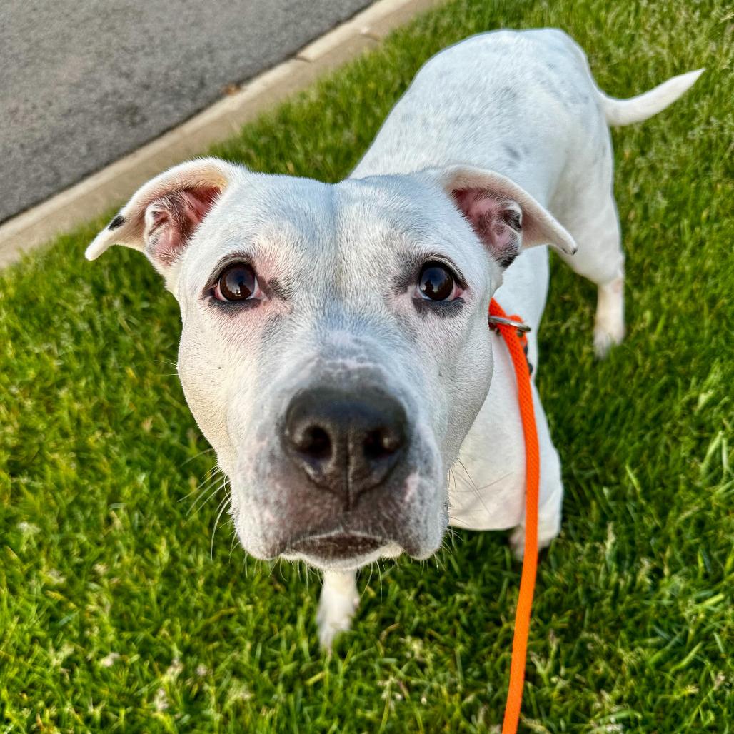 Enlarge Constance, a Adoptable American Staffordshire Terrier in Grand Rapids, MI image 3/6