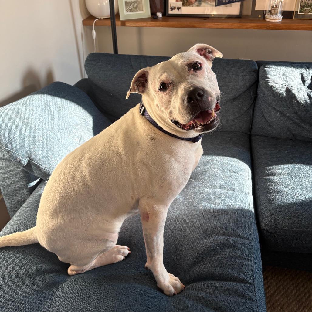 Enlarge Constance, a Adoptable American Staffordshire Terrier in Grand Rapids, MI image 4/6