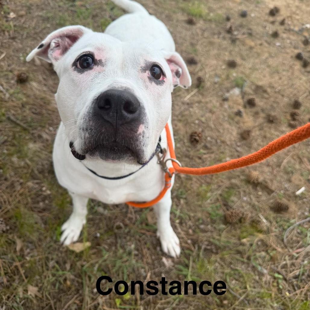 Enlarge Constance, a Adoptable American Staffordshire Terrier in Grand Rapids, MI image 5/6