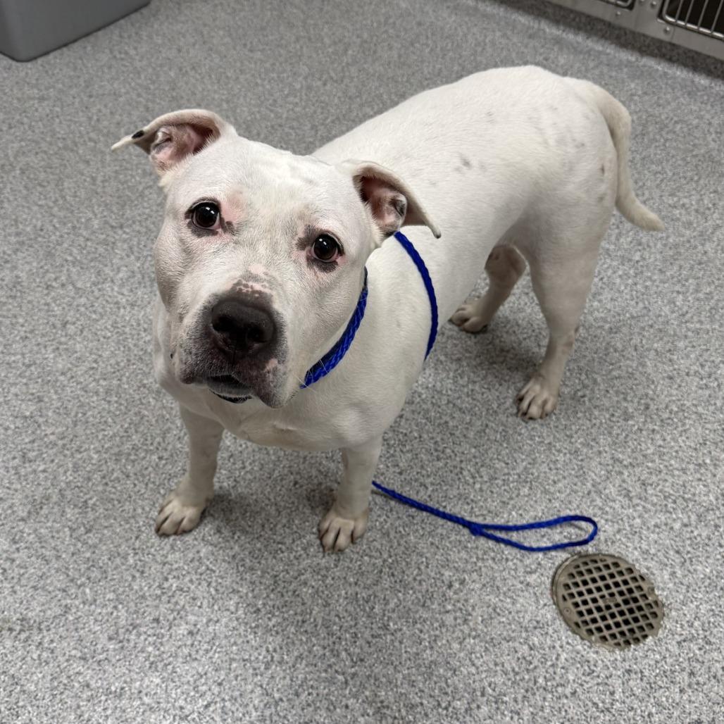 Enlarge Constance, a Adoptable American Staffordshire Terrier in Grand Rapids, MI image 6/6