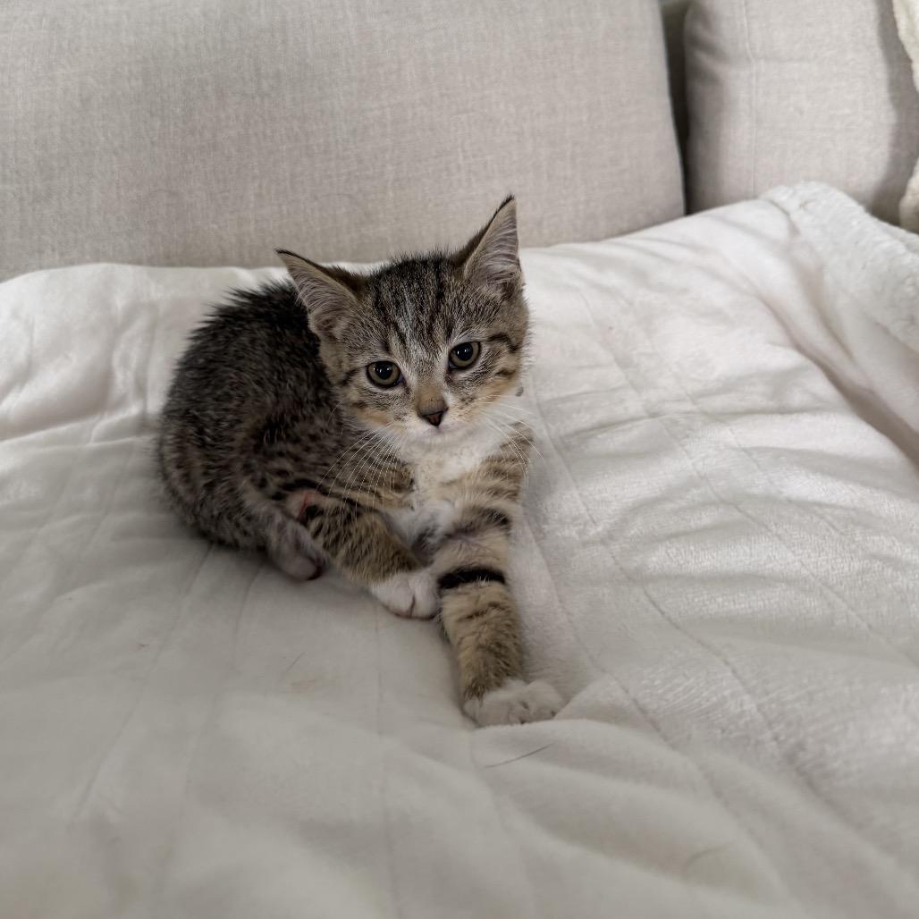 Enlarge Sailor Uranus, a Adoptable Domestic Short Hair in Hammond, IN image 3/5