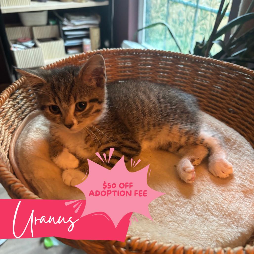 Sailor Uranus, Adoptable, Kitten Female Domestic Short Hair.