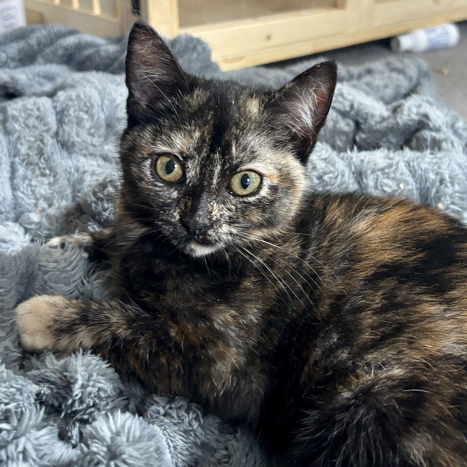 Enlarge Millie, a Adoptable Domestic Short Hair in Sonora, CA image 1/1