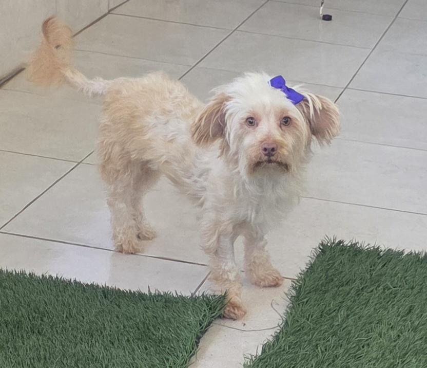 Enlarge Daisy, an adopted Maltipoo in Fallbrook, CA image 5/6
