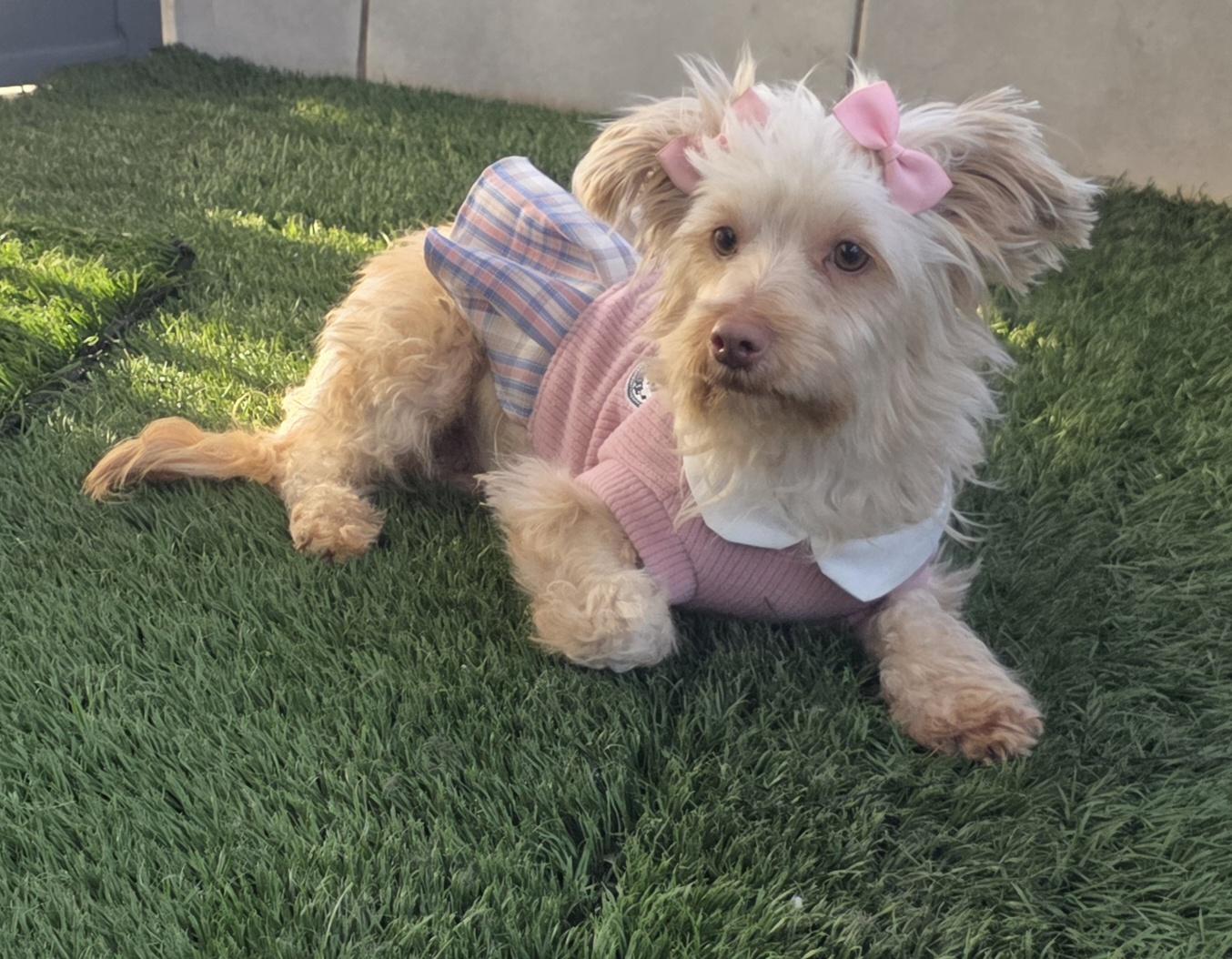 Enlarge Daisy, an adopted Maltipoo in Fallbrook, CA image 1/6