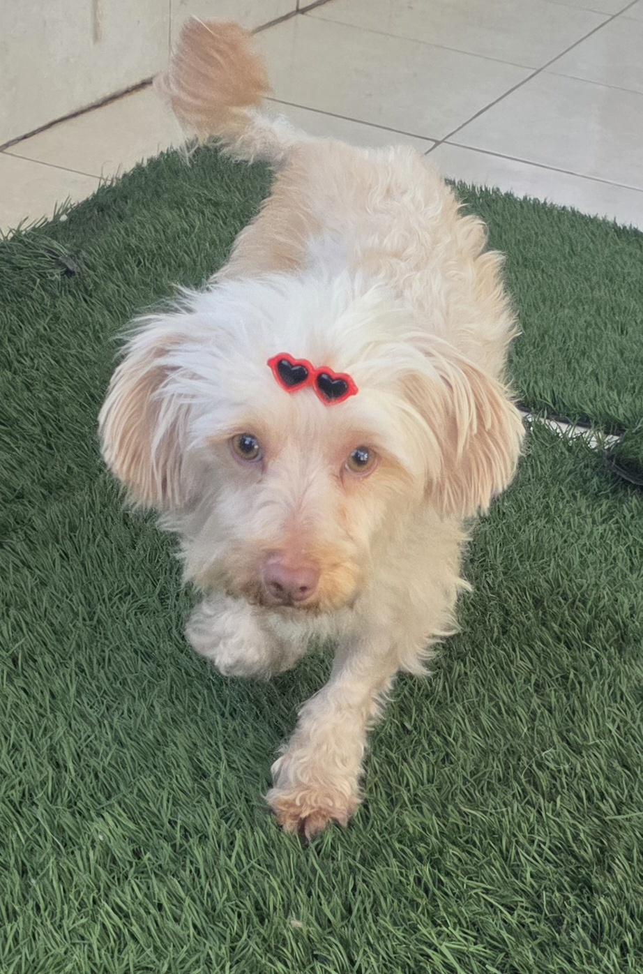 Enlarge Daisy, an adopted Maltipoo in Fallbrook, CA image 2/6