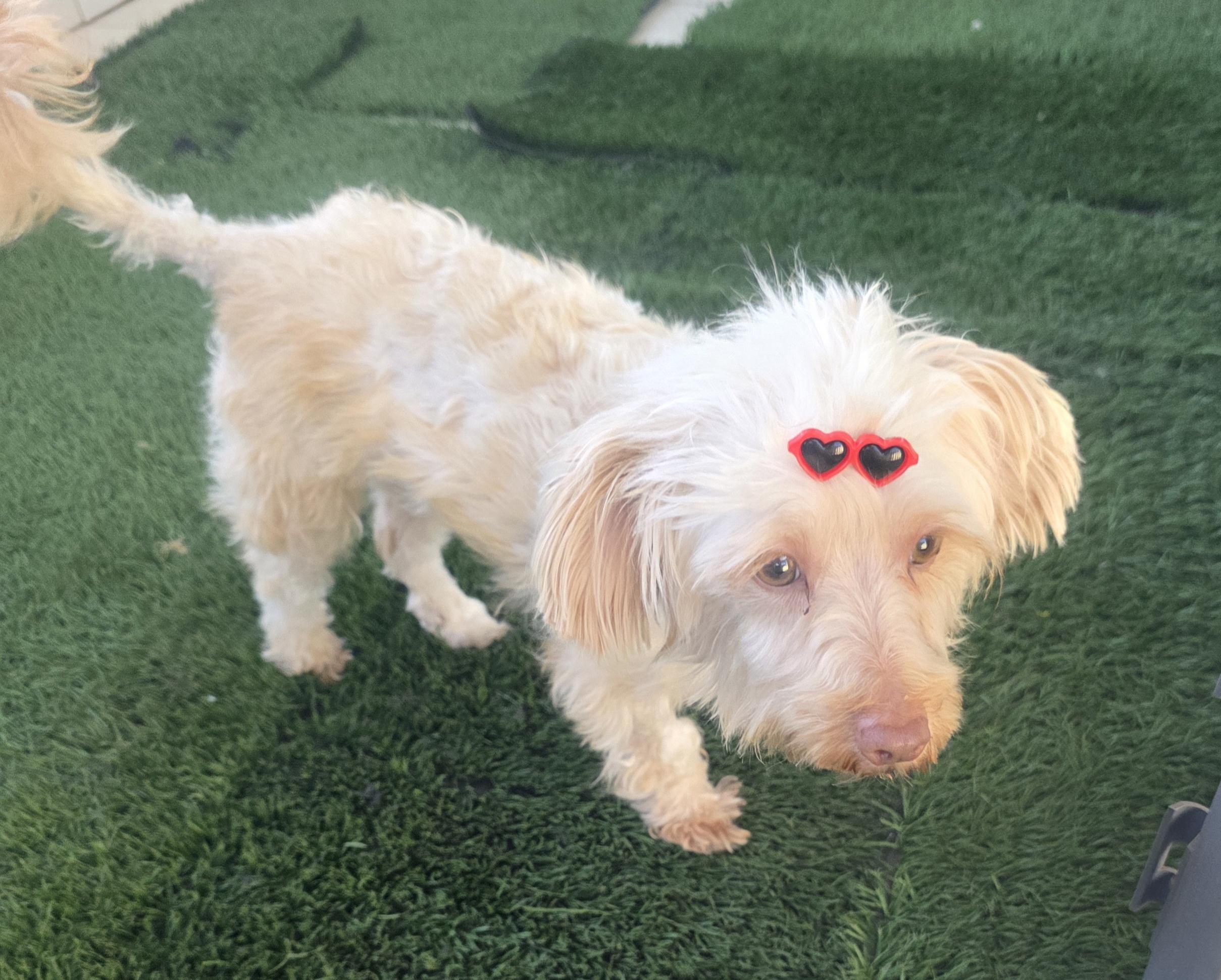 Enlarge Daisy, an adopted Maltipoo in Fallbrook, CA image 3/6