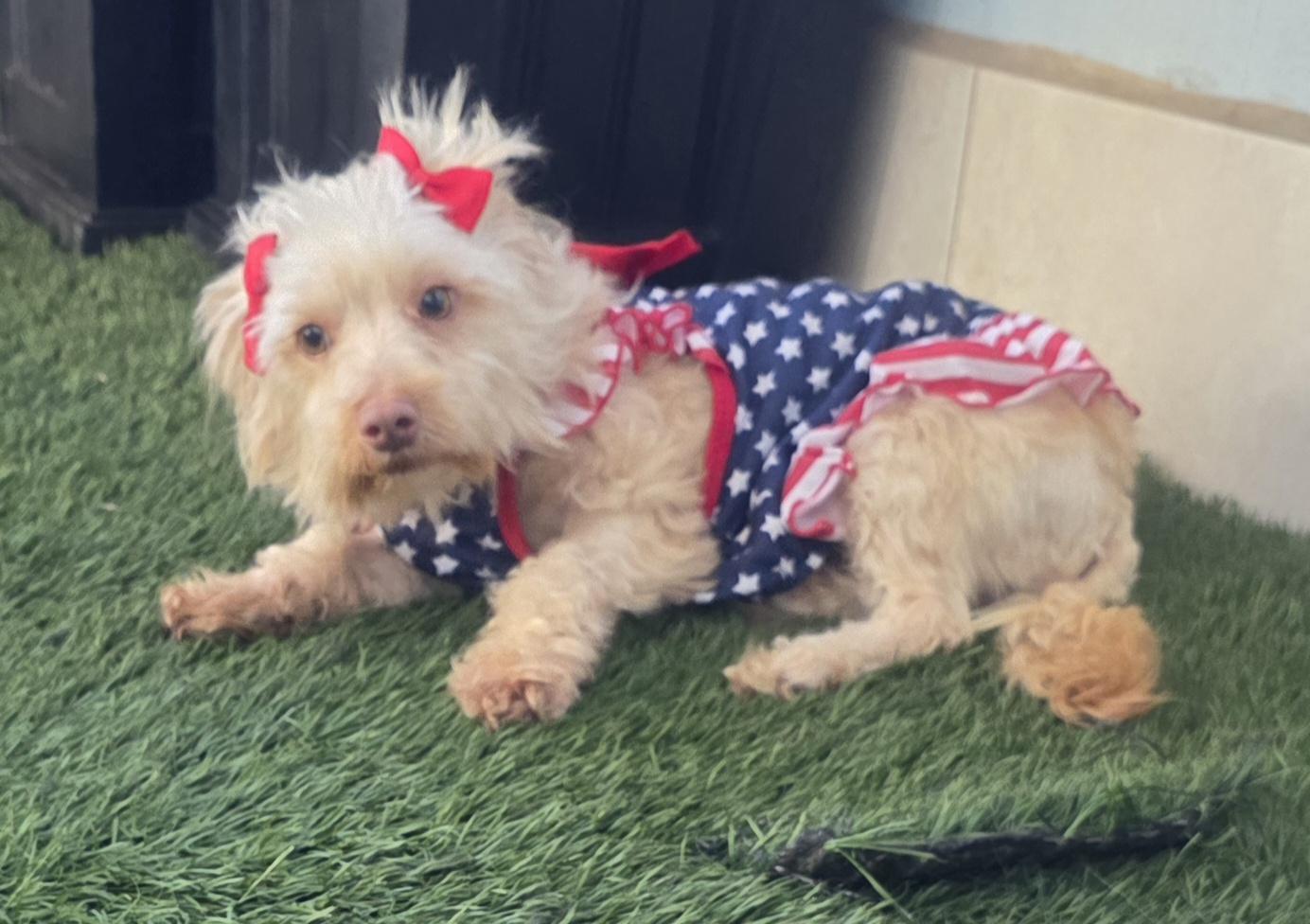 Enlarge Daisy, an adopted Maltipoo in Fallbrook, CA image 4/6
