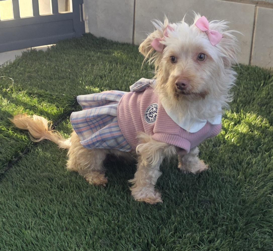 Enlarge Daisy, an adopted Maltipoo in Fallbrook, CA image 6/6