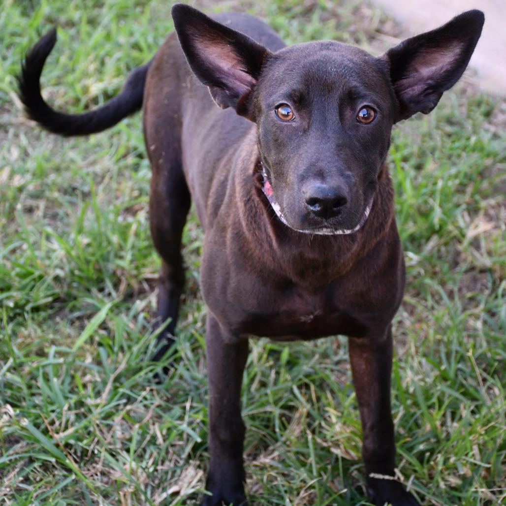Bembe, a Adoptable German Shepherd Dog in Beaumont, TX image 1/5