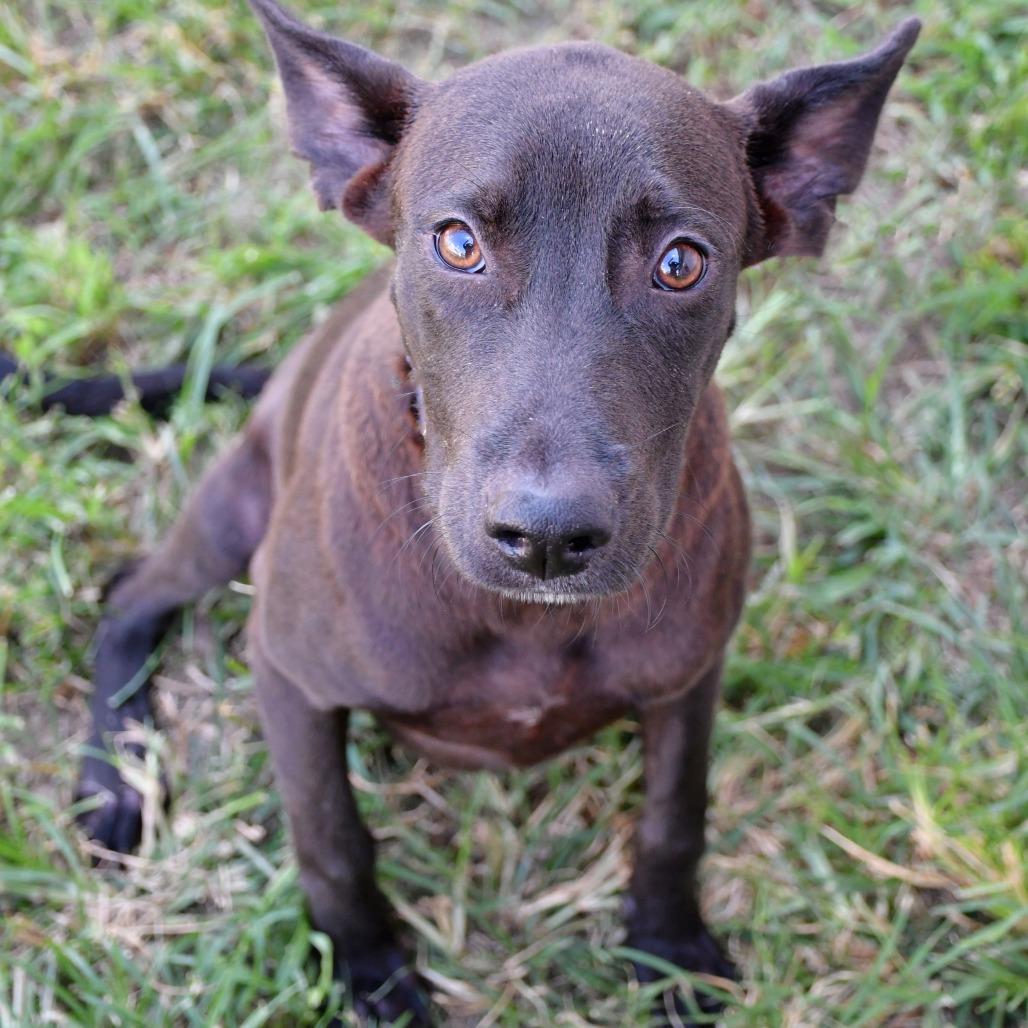 Bembe, a Adoptable German Shepherd Dog in Beaumont, TX image 2/5