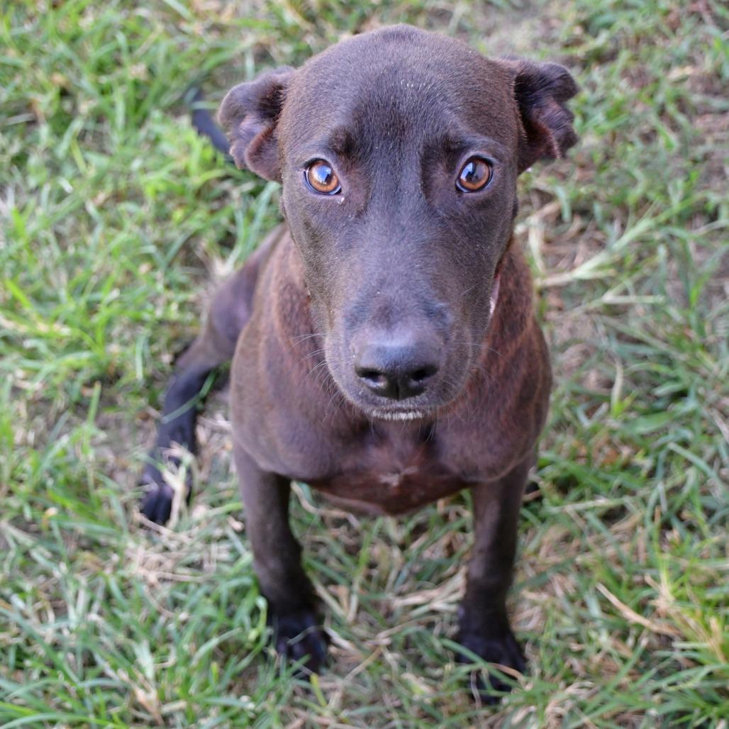 Bembe, a Adoptable German Shepherd Dog in Beaumont, TX image 3/5