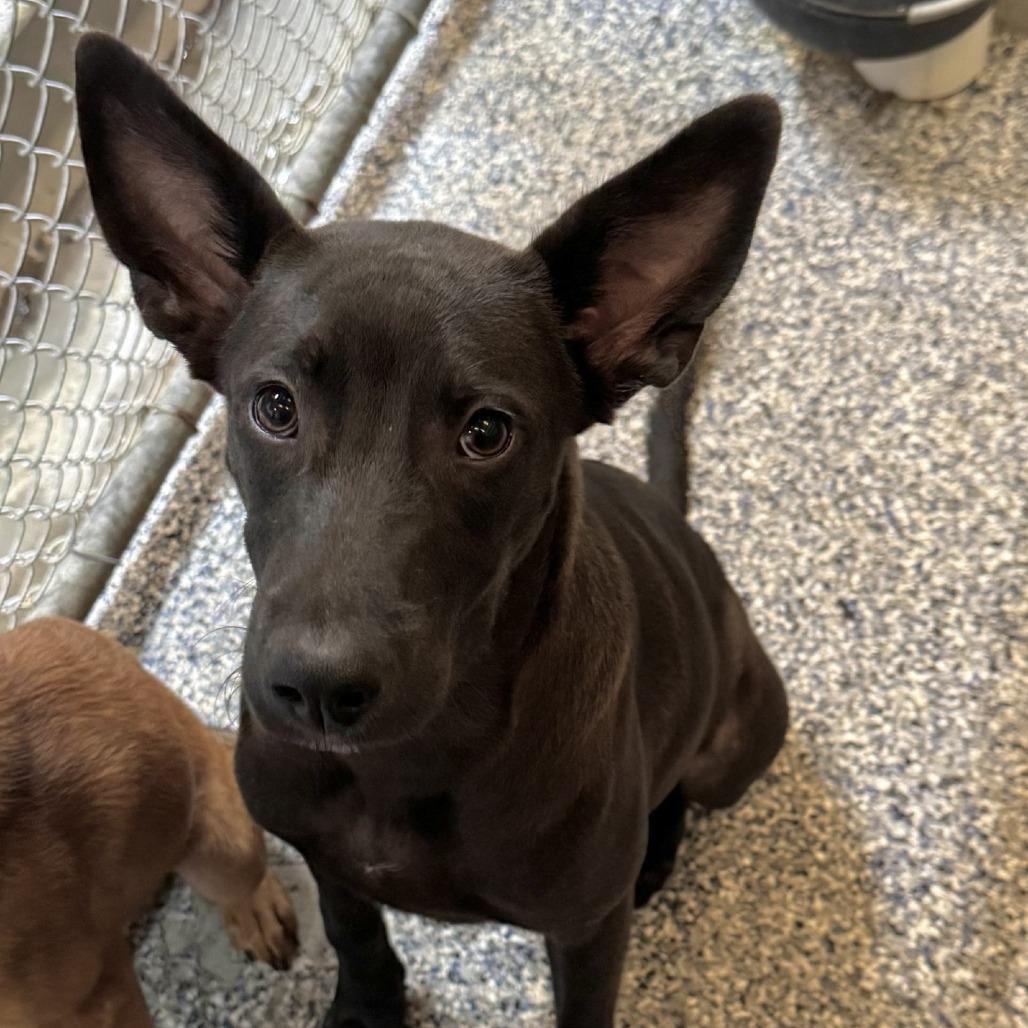 Bembe, a Adoptable German Shepherd Dog in Beaumont, TX image 4/5