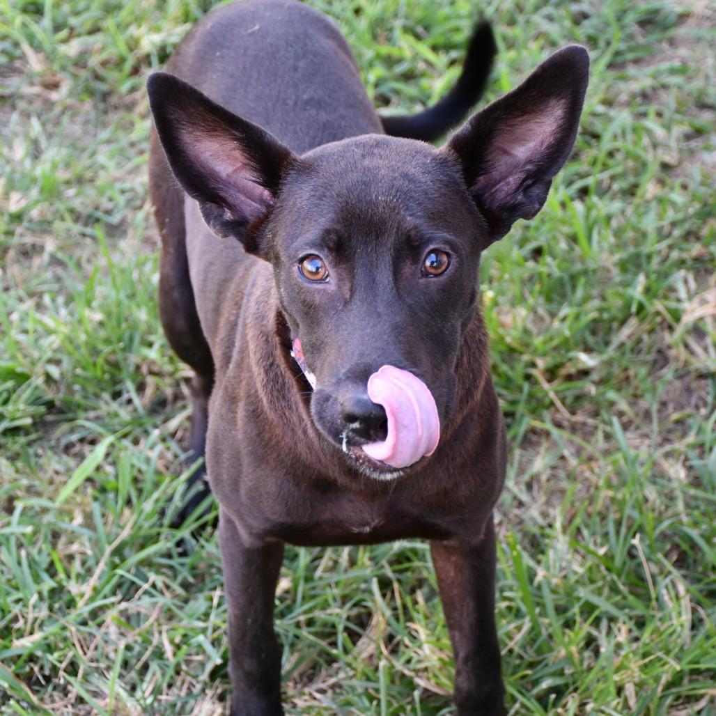 Bembe, a Adoptable German Shepherd Dog in Beaumont, TX image 5/5