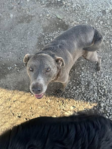 Athena, ADOPTABLE, Adult Female Labrador Retriever.