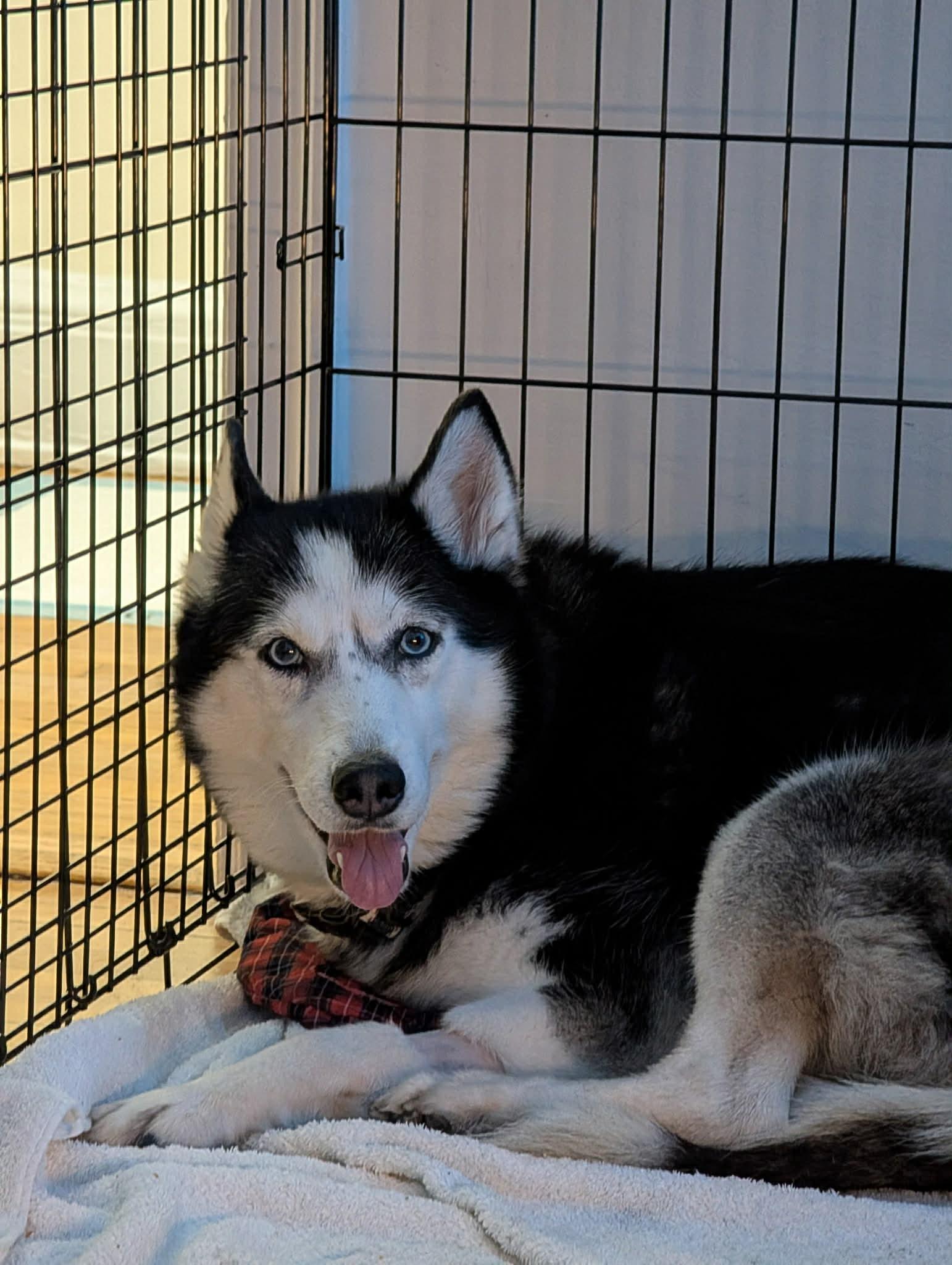 Enlarge Aurora, a Adoptable Siberian Husky in Glens Falls, NY image 6/6