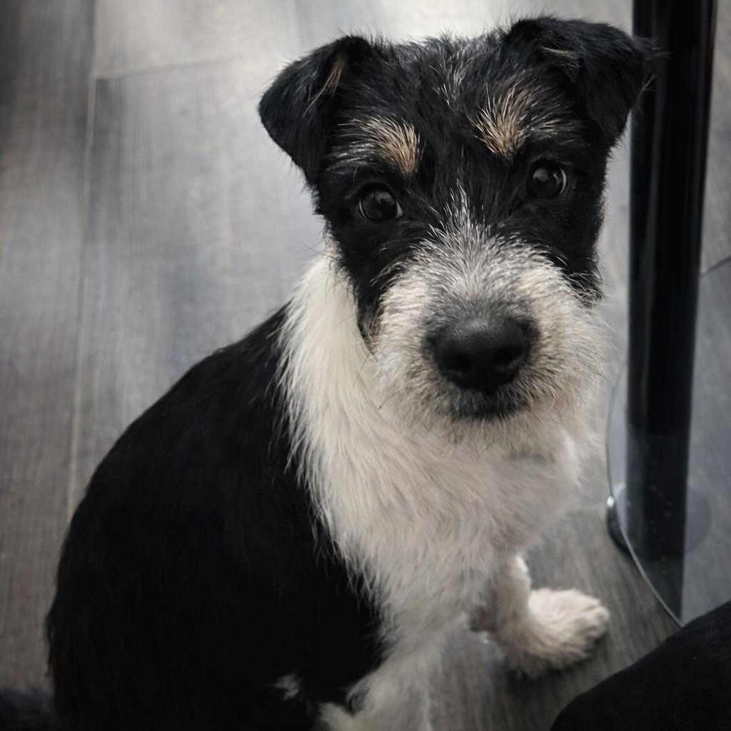Milly, adopted, Puppy Female Miniature Schnauzer & Jack Russell Terrier.