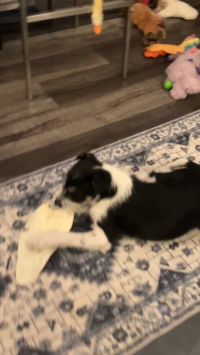 Enlarge Milly, an adopted mixed breed in Littleton, CO video 2/3