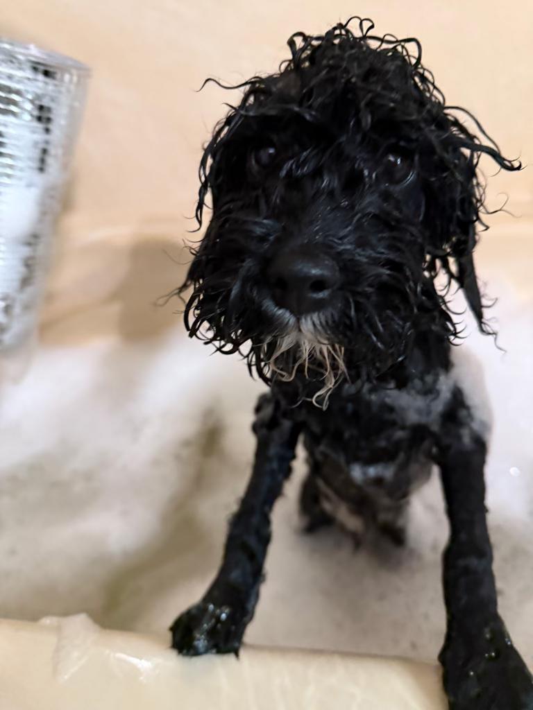 Enlarge Juneau, an adoptable Miniature Poodle in Merrimac, MA image 5/6