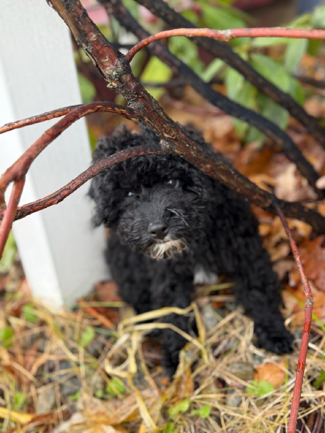 Enlarge Juneau, an adoptable Miniature Poodle in Merrimac, MA image 3/6